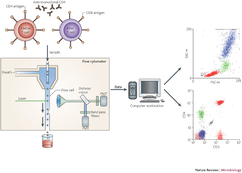 https://www.researchgate.net/figure/Schematic-representation-of-flow-cytometry_fig2_51434380