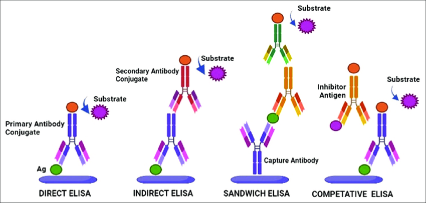 https://www.researchgate.net/figure/ELISA-types-and-its-principle-ELISA-Enzyme-linked-immunosorbent-assay_fig1_368357857
