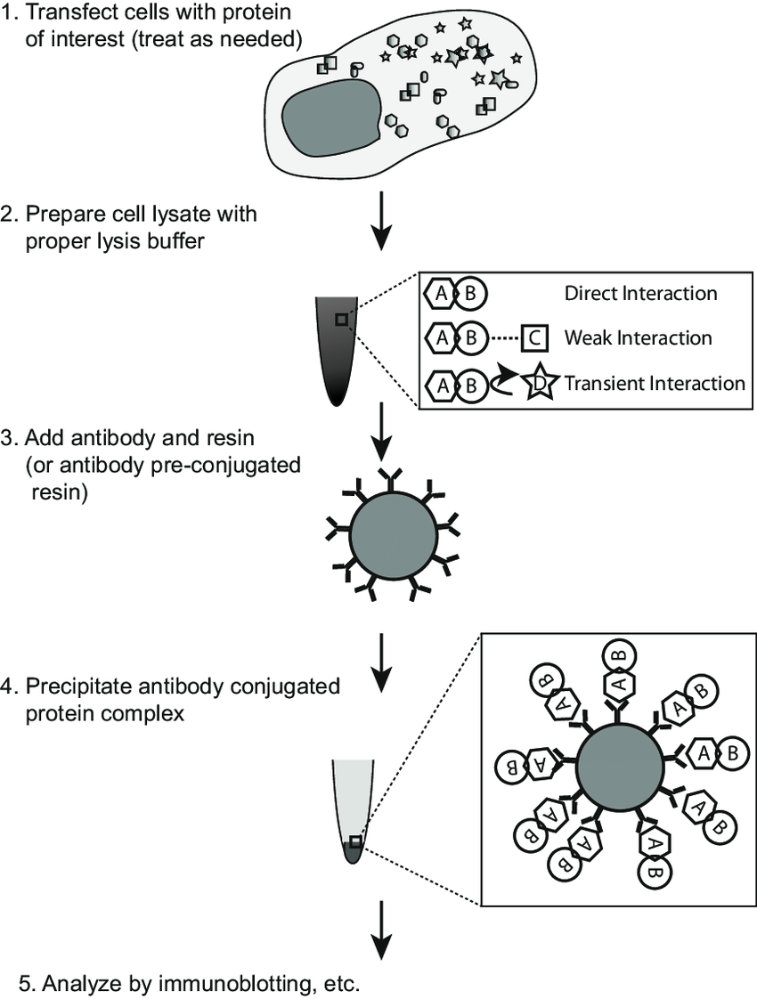 https://www.researchgate.net/figure/Schematic-procedure-of-coimmunoprecipitation-co-IP-assay-Cells-either-endogenously-or_fig1_325470619