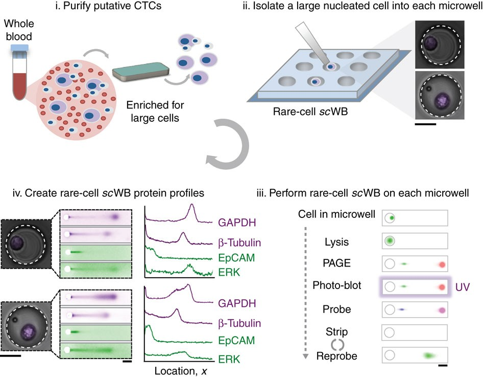 https://www.nature.com/articles/ncomms14622